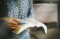 Close Up Image of a Bible Being Held
